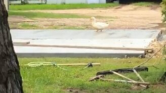 Утка испытывает дорожки - смотреть видео (0:23)