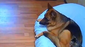 Кошки и собаки веселят - смотреть видео (9:08)