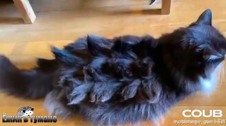 Короткие "смешинки" с людьми и питомцами - смотреть видео (5:01)