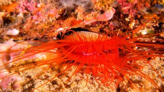 Электрический моллюск - смотреть видео (0:37)