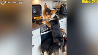 12 милых и весёлых моментов - смотреть видео (5:16)