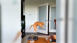 Коты и псы в смешных ситуациях - смотреть видео (11:48)