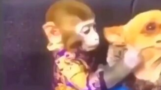 Задор от забавных питомцев - смотреть видео (9:39)