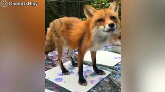 Трогательные лисички - смотреть видео (13:21)