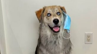 Выбери свой "ковид"-характер - смотреть видео (0:20)