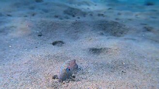 Вышла из укрытия - смотреть видео (0:14)