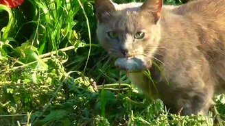 Удачная охота - смотреть видео (1:24)