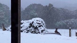 Кенгуру среди сугробов - смотреть видео (0:45)