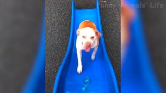 Лучших из смешных животных - смотреть видео (29:15)