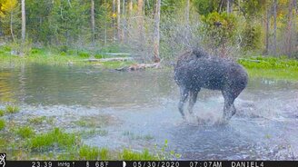 Лось резвится в луже - смотреть видео (0:30)