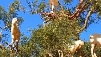 Козье дерево? - смотреть видео (0:13)