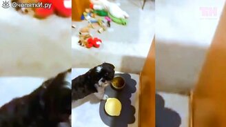 Как заставить есть своего питомца - смотреть видео (0:36)