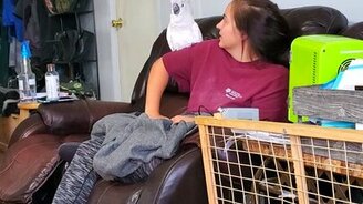 Перекрикивания с попугаем - смотреть видео (0:50)