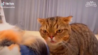 Чудаковатые животные - смотреть видео (9:15)