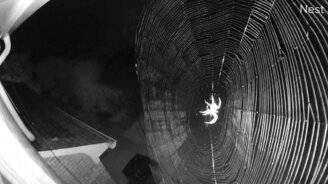 Паук - помеха для съёмки - смотреть видео (0:30)