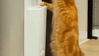 Кошка захотела пить - смотреть видео (0:12)