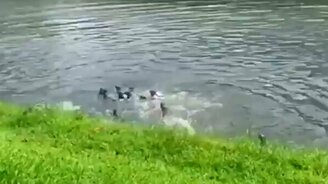 Стенка на стенку: две банды выдр пришли на стрелку - смотреть видео (1:00)