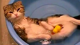 Кот в тазике - смотреть видео (0:42)