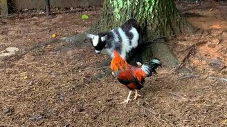 Козлёнок против петуха - смотреть видео (0:35)