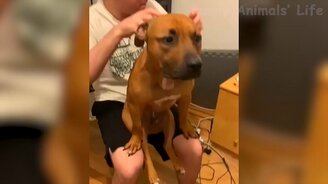 Смешинки с котами и псами - смотреть видео (12:16)