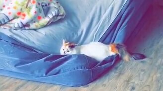 Милые и забавные питомцы - смотреть видео (9:03)