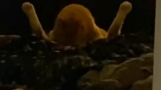 Покажи свои ножки! - смотреть видео (0:13)