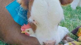 Дружба бычка и курицы - смотреть видео (0:20)