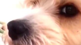 Когда кашлянул, а вокруг пугаю вирусами - смотреть видео (0:08)