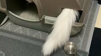 Запасной вход для кошки - смотреть видео (0:08)