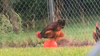 Петух балансирует на мяче - смотреть видео (0:21)