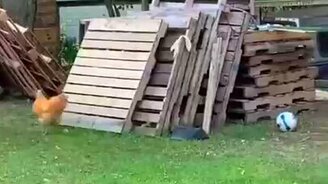 Когда совсем делать нечего - смотреть видео (1:02)