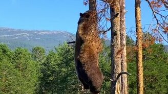 Как медведь лазает по дереву - смотреть видео (0:23)