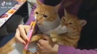 Лучшие видео с животными - 2020 - смотреть видео (9:18)