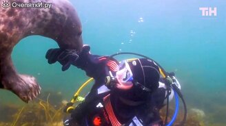 Дикий дружелюбный тюлень - смотреть видео (2:20)