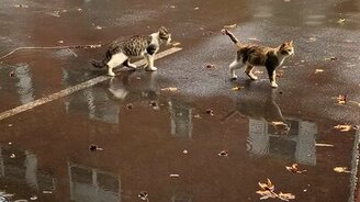 Обмен кошачьими ласками - смотреть видео (1:25)