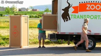 Кенгуру сбегают! - смотреть видео (1:34)