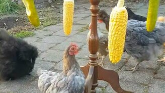 Ешь и тренируйся - смотреть видео (0:16)