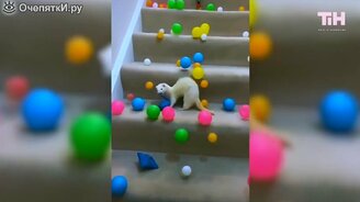 Топ приколов первой недели сентября - 2020 - смотреть видео (11:58)