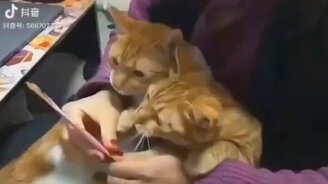 Самые задорные и милые звери - смотреть видео (9:18)