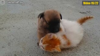 Одни из самых весёлых питомцев - смотреть видео (4:58)