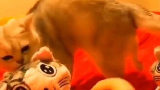 Лучшие смешные питомцы - 2020 - смотреть видео (9:14)