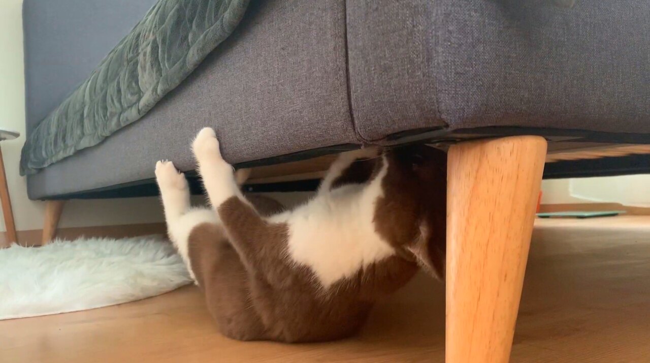 кошка не выходит из под дивана в новом доме
