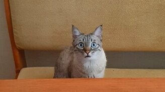 Китя, подожди, ещё готовится! - смотреть видео (0:16)