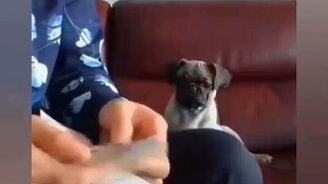 Милые, добрые и весёлые питомцы - смотреть видео (9:24)