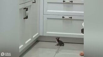 Котёнок тренируется прыгать - смотреть видео (0:25)