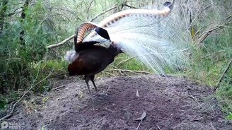 Лирохвост красуется - смотреть видео (1:00)