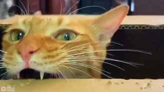 Зубы кота против картона - смотреть видео (0:56)