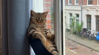 Лежанка на окне для кошки - смотреть видео (0:28)