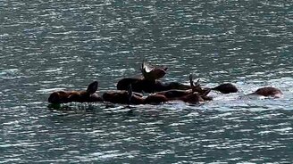 Лосиное семейство переплывает реку - смотреть видео (1:15)