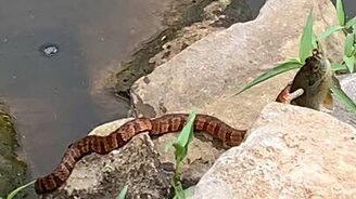 Змея отнимает улов - смотреть видео (0:16)